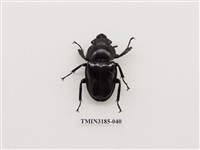 藏品(鬼艷鍬形蟲)的圖片